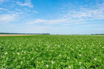 Potatoes growing in a field in summer