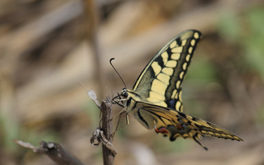 Swallowtail