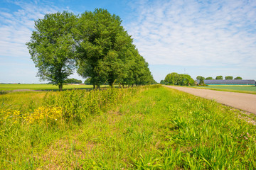 Fototapeta premium Road in a rural landscape in summer