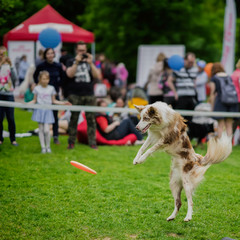 Energetic dog with attentive expressive eyes in summer park during catching frisbee disc, jump...