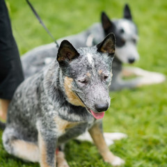 Naklejka premium Cute unusual calm dog half-breed dog in the grass at summer park, selective focus.