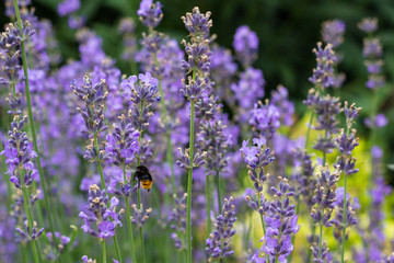 bumblebee on the field of lavender