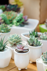 succulent plants