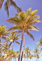 Obraz na płótnie Canvas Palm trees in Miami Beach