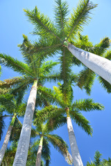 Naklejka premium Royal palm trees