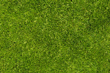 Obraz premium green grass
