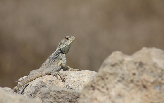 Lizard, Paphos, Cyprus