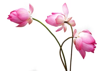 Abwaschbare Fototapete Lotus Blume Lotusblume isoliert auf weißem Hintergrund.