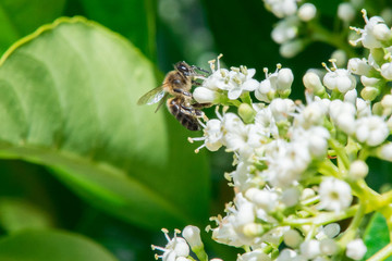Bees flying and collecting polen on flowers.