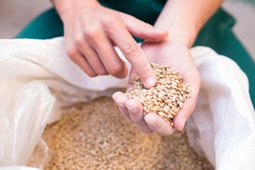 Cropped hand of worker examining barley at factory