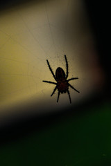 Araña en su tela de araña vista trasluz