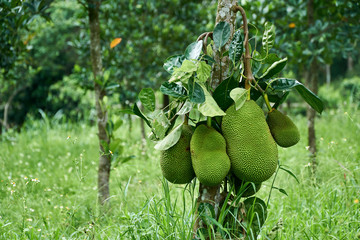 Single Jackfruit tree on a meadow in Asia, Vietnam. Quang Nam Province.