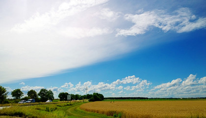 Rural landscape, yellow corn fields and a road under a blue sky with running clouds