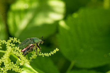 The Green Rose Chafer (Lat. Cetonia aurata) on blurry background
