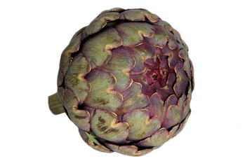 Fototapeta premium Artischocke