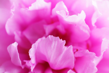 extreme macro of common purselane flower