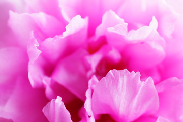 extreme macro of common purslane flower