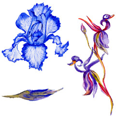 Wildflower iris flower in a watercolor style isolated. Full name of the plant: iris.Aquarelle wild flower for background, texture, wrapper pattern, frame or border.