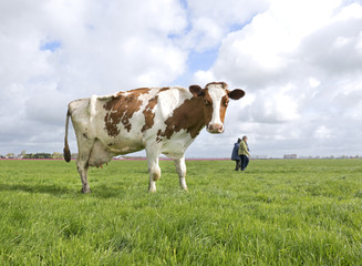 A slender Dutch cow standing in a field staring at the camera. While two people walk across the field in the background.