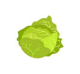 Head of cabbage icon. Agricultural farming, natural harvest vector illustration isolated on white background.