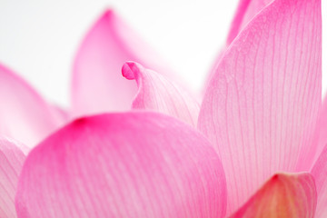 close up of beautiful lotus petal background.