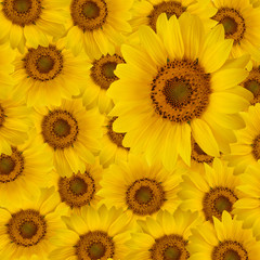 Obraz premium Girasole