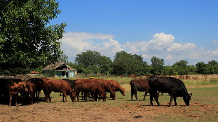 Naklejka premium Angus cows on the meadow