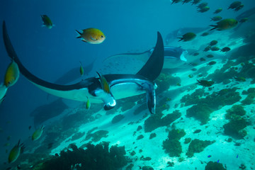 Manta ray