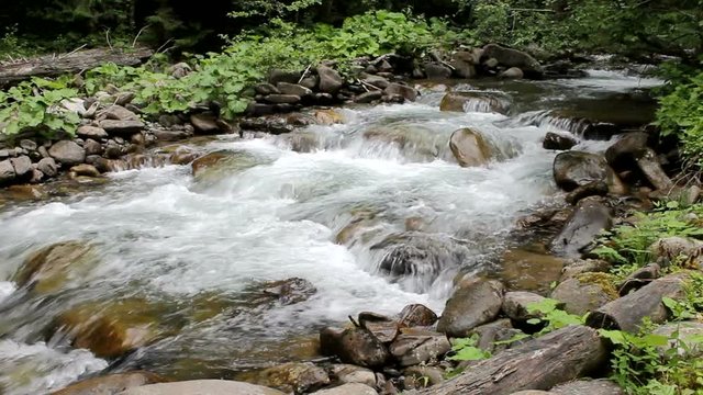 clear mountain stream flowing in the summer forest