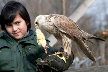 A falcon sitting on a boy's arm with its prey in its beak.