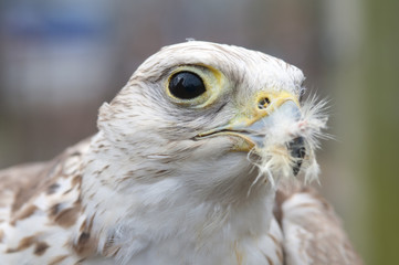 A falcon that just finished eating still has some feathers left over in its beak.