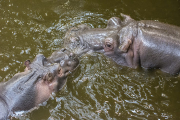 Fototapeta premium Hippo head on the water surface.