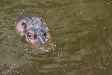 Hippo head on the water surface.