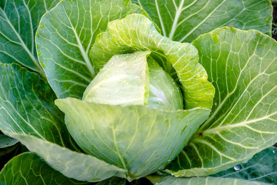 Large leaves of cabbage grow on the bed