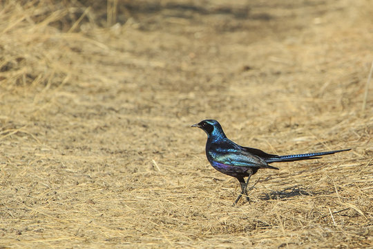 Meve's Starling