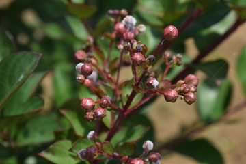 サルスベリの花