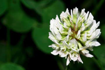 Blüte des Weißklees, Trifolium repens