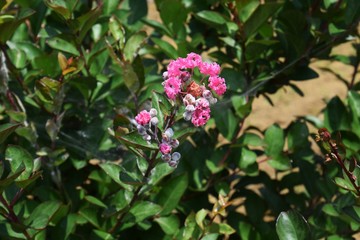 サルスベリの花