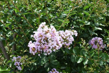 サルスベリの花