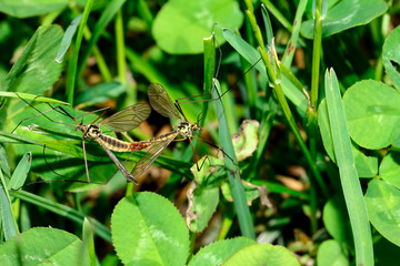 Krähenschnaken bei der Paarung, Nephrotoma quadrifaria © evbrbe