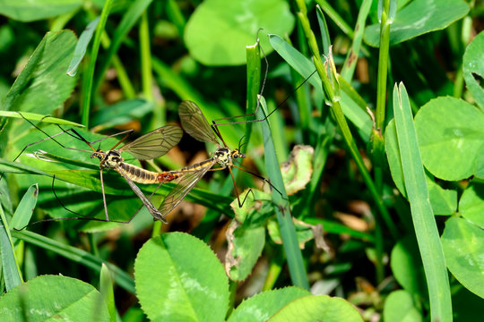 Kr&auml;henschnaken bei der Paarung, Nephrotoma quadrifaria