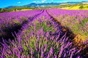 Fototapeta na wymiar Blooming lavender field. France, Provence
