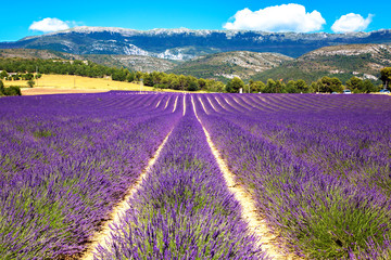 Naklejka na ściany i meble Blooming lavender field. France, Provence