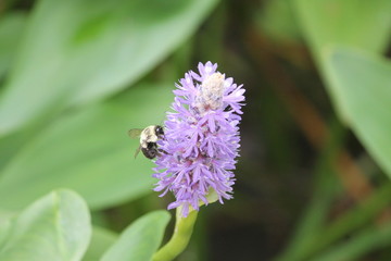 Bumble Bee on Flower