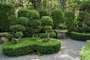 Fototapeta premium Beautiful trees in park