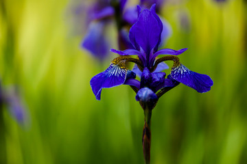 Blaue Blüte Lila Blume im Garten vor grünem Hintergrund