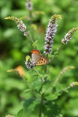 ミントの花とチョウ
