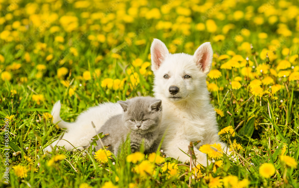 Poster puppy and kitten lying together on a dandelion field