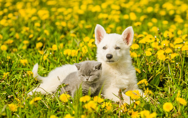 Puppy and kitten lying together on a dandelion field