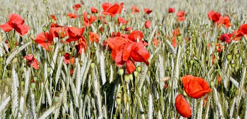 red Poppies in a spring cornfield in sunshine
